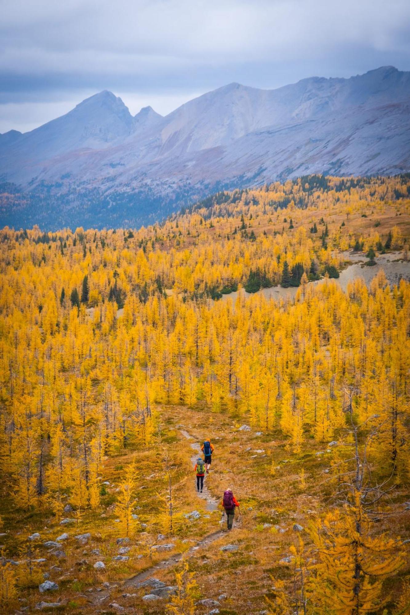 Special! New Downtown Mtn View Free Parking 2B&2B Leilighet Canmore Eksteriør bilde